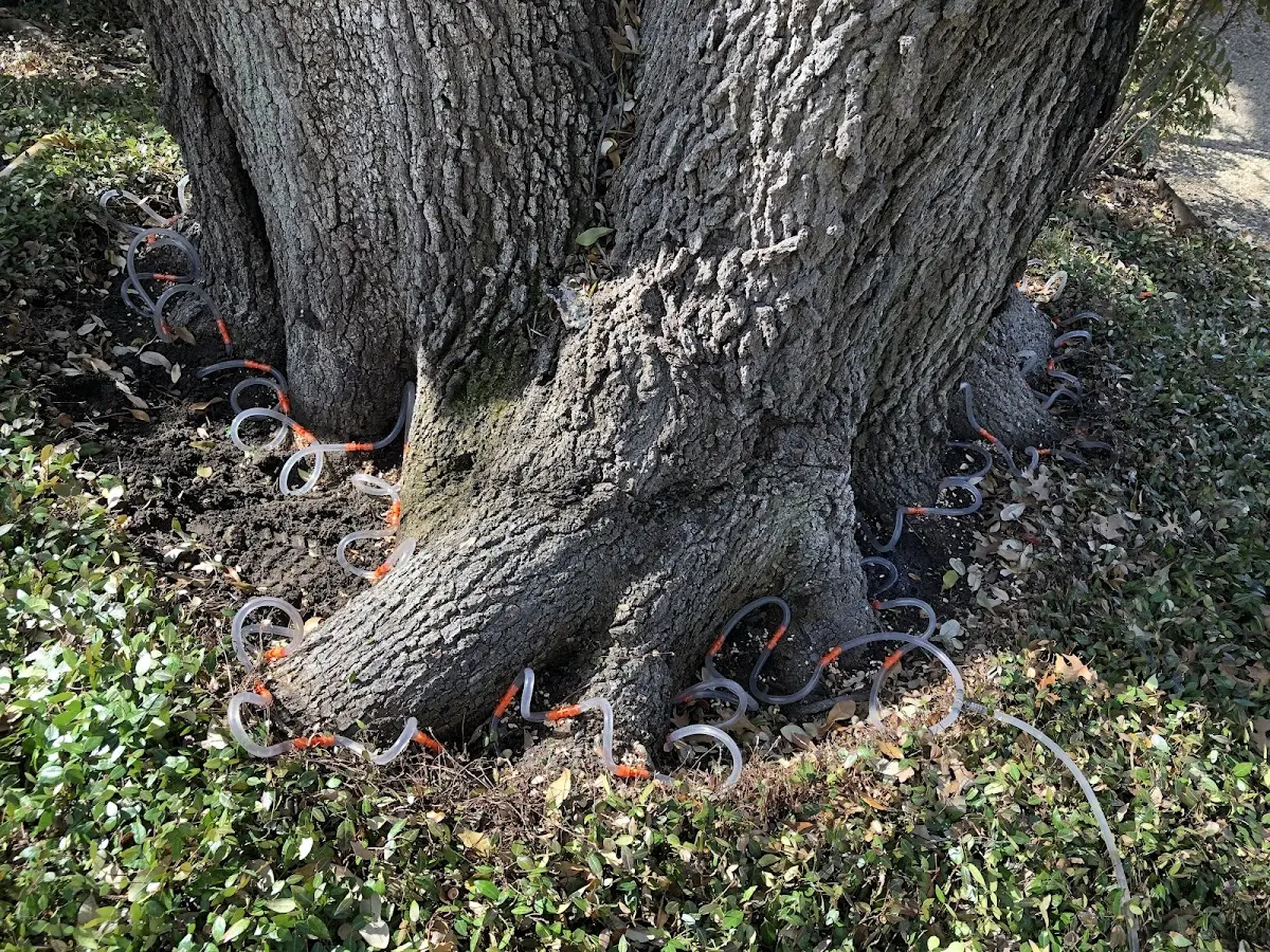 Detailed Tree Cabling and Bracing job site in Monroe Bridge