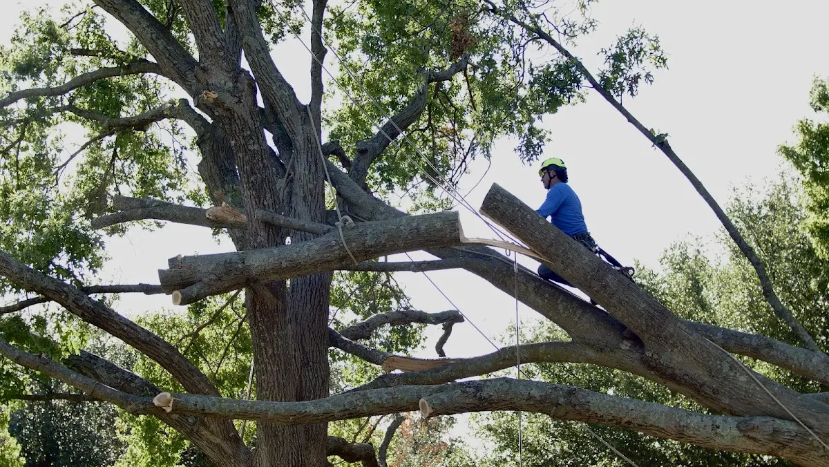 Professional Crown Thinning performed by certified arborists in Monroe Bridge